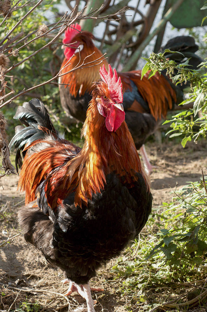 Dos gallos comunes parados sobre tierra
 - Foto, imagen