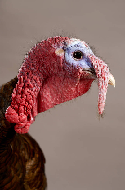 Profile of a Turkey on Gray Background - Photo, Image