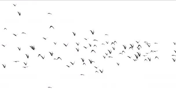 4k flock of pigeons birds fly over,migratory birds animal background. - Footage, Video