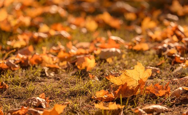 Autumn leaves in the park - Zdjęcie, obraz