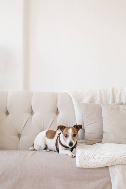 Little doggy on the couch - Fotoğraf, Görsel