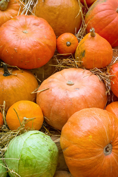Autumn agricultural products - Фото, изображение