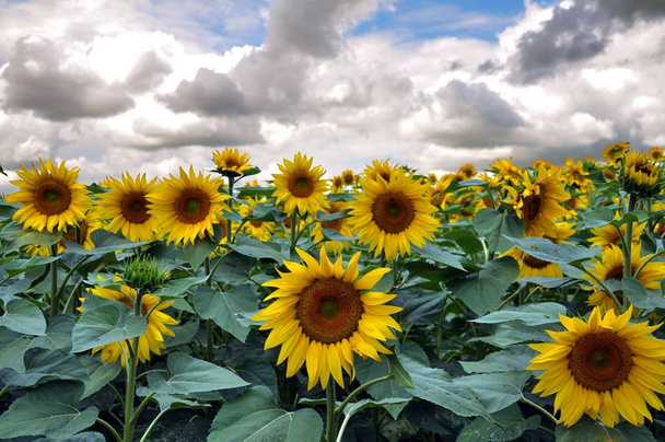 Flowering sunflower in the field - Photo, Image