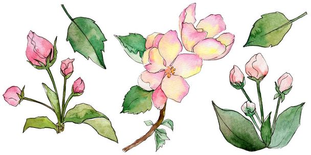 Wildflower flowers of apple in a watercolor style isolated. - Фото, зображення