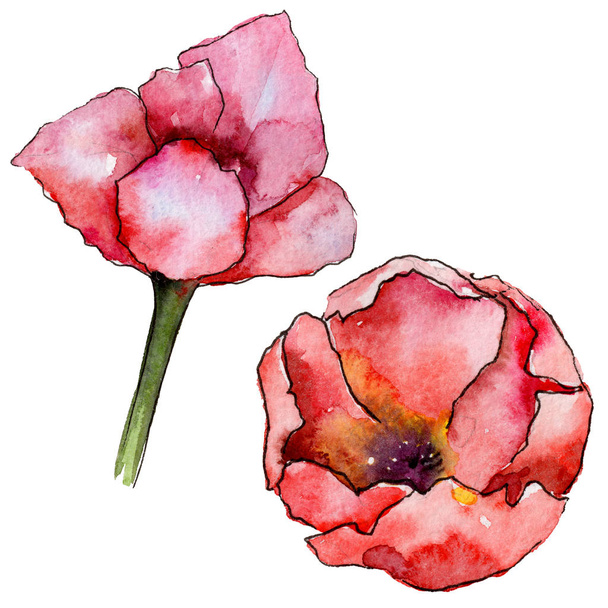 Wildflower tulip flower in a watercolor style isolated. - Foto, Bild