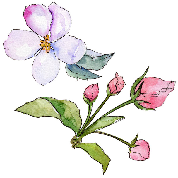 Wildflower kwiaty Apple w stylu przypominającym akwarele na białym tle. - Zdjęcie, obraz