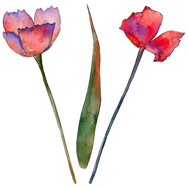 Wildflower tulip flower in a watercolor style isolated. - 写真・画像