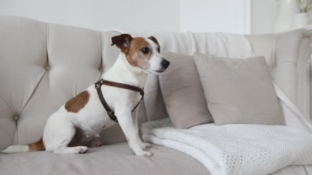 Pequeño perrito en el sofá - Imágenes, Vídeo
