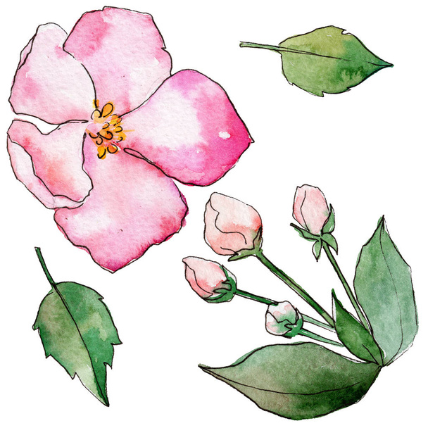 Vadvirág virágok-akvarell stílusú elszigetelt Alma. - Fotó, kép