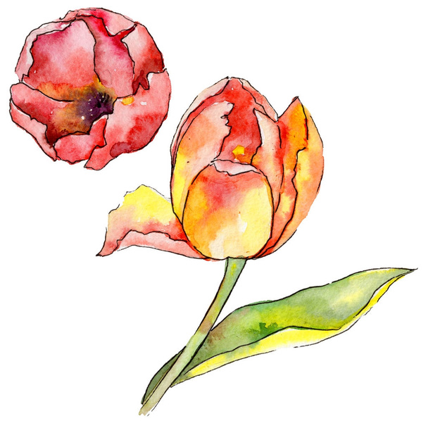 Wildflower tulip flower in a watercolor style isolated. - Φωτογραφία, εικόνα