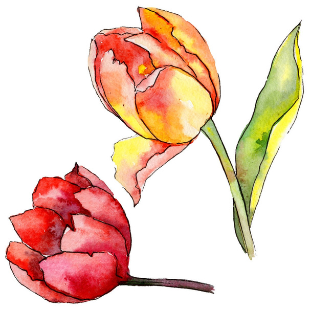 Wildflower tulip flower in a watercolor style isolated. - Photo, Image