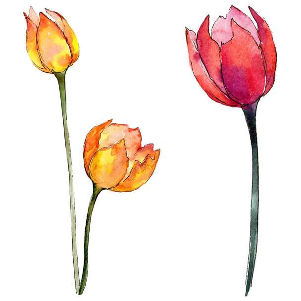 Wildflower tulip flower in a watercolor style isolated. - Foto, afbeelding