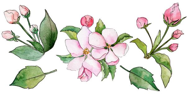 Wildflower flowers of apple in a watercolor style isolated. - Fotoğraf, Görsel
