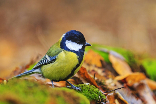 лісовий птах серед кольорів осіннього лісу
 - Фото, зображення