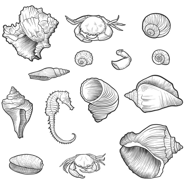 hand drawn vector seashells - Vetor, Imagem