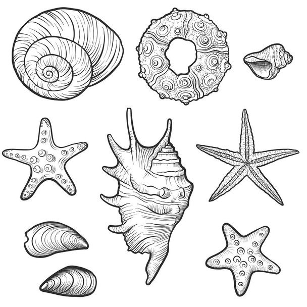 hand drawn vector seashells - Vetor, Imagem