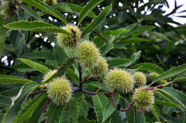 Chestnut is edible in a prickly plush - Photo, Image