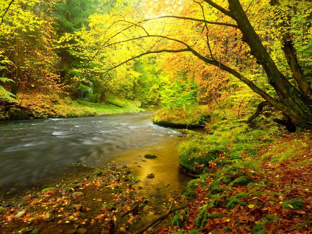 Pohled do podzimní horské řeky s rozmazané vlny,, čerstvé zelené mechové kameny a balvany, na břehu řeky - Fotografie, Obrázek