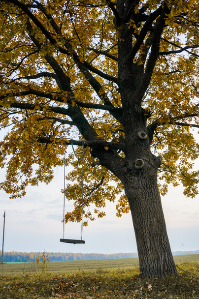 Schaukel hängt am Baum - Foto, Bild
