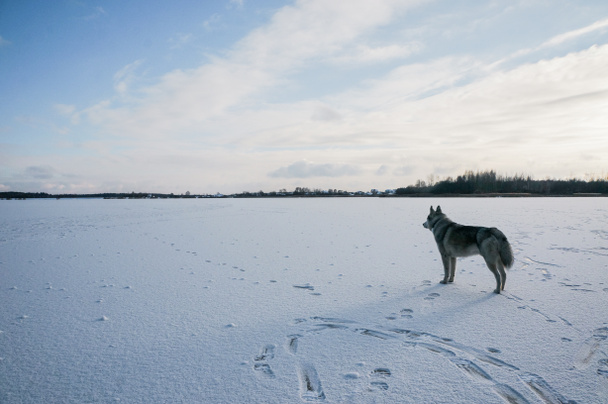 Malamute kutya havas pályán - Fotó, kép