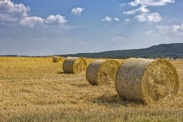 тюки сена на поле  - Фото, изображение