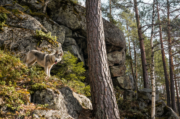 秋の森のマラミュート犬 - 写真・画像