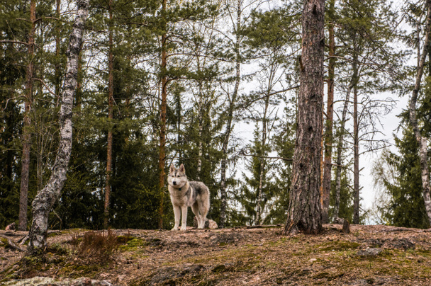perro malamute en bosque de otoño
 - Foto, Imagen