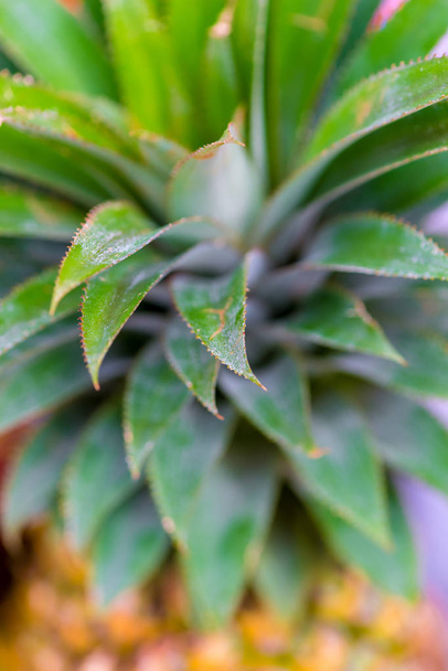 pineapple leaves close-up small depth of field - Foto, imagen