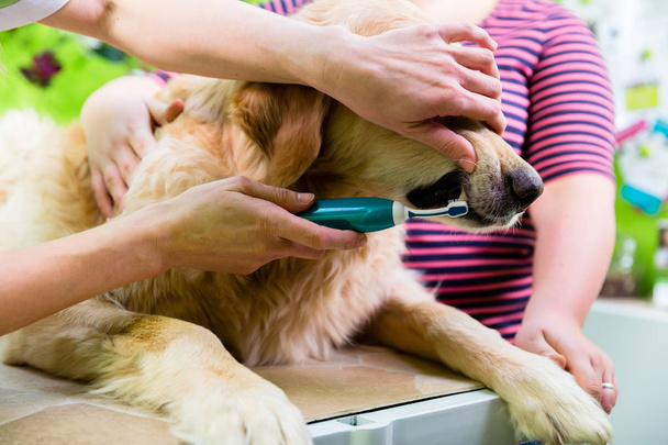 cão recebendo cuidados dentários
 - Foto, Imagem