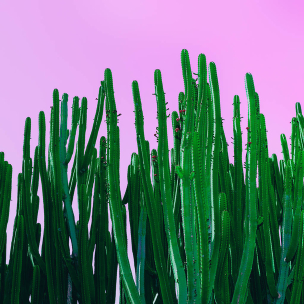cactus on pink. Minimal design art - Fotografie, Obrázek