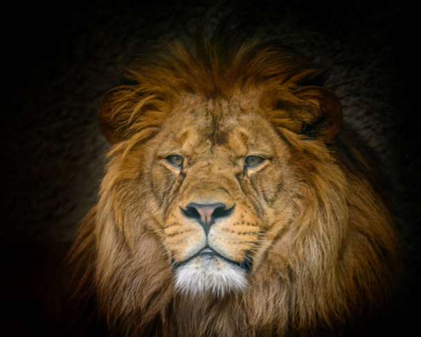 Male Barbery lion - Fotografie, Obrázek