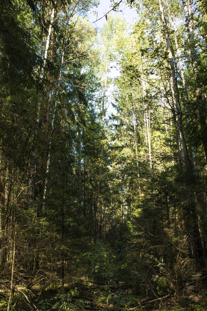 The Dense forest - Valokuva, kuva