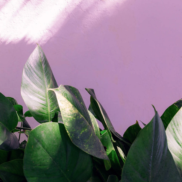 Plant on pink. Fashion green minimal art - Photo, Image