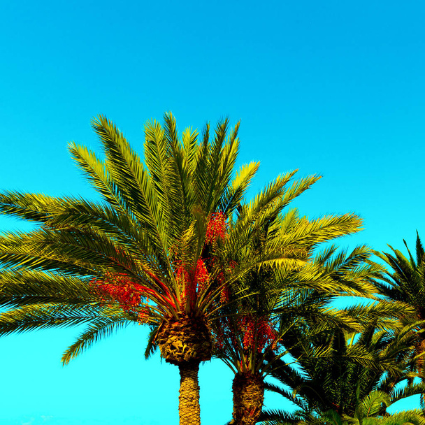 Palm trees background. Canary Islands. Travel Minimal - Zdjęcie, obraz