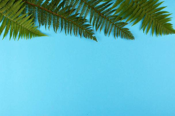 Green fern leaves on blue background. - Photo, Image
