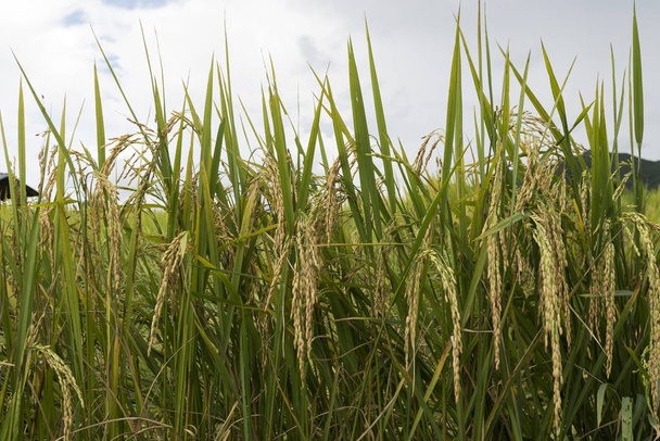 田んぼの稲にご飯の粒 - 写真・画像