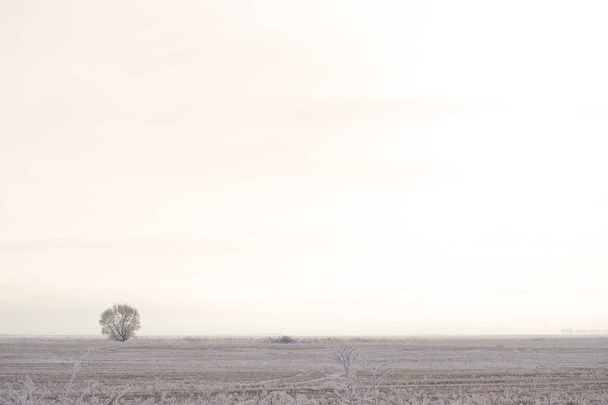 Paisaje minimalista con un árbol en el campo. Invierno
 - Foto, Imagen