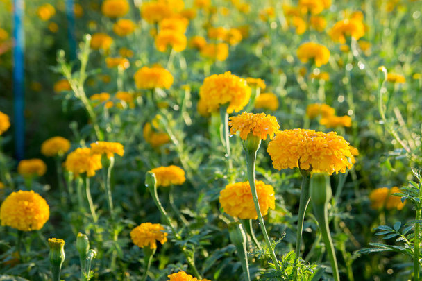 Kehäkukka kukkia, keltainen kukka musta luonto puutarha
  - Valokuva, kuva