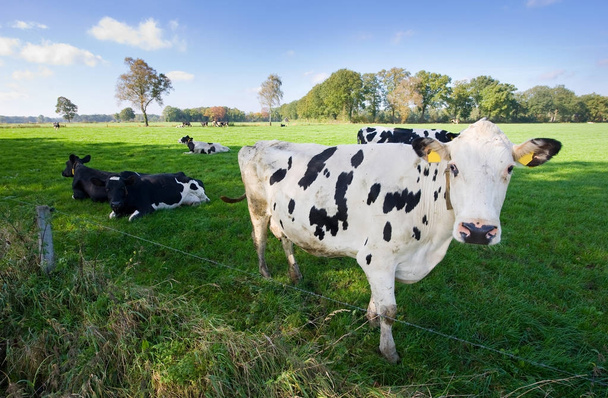 Vacas holandesas no prado
 - Foto, Imagem
