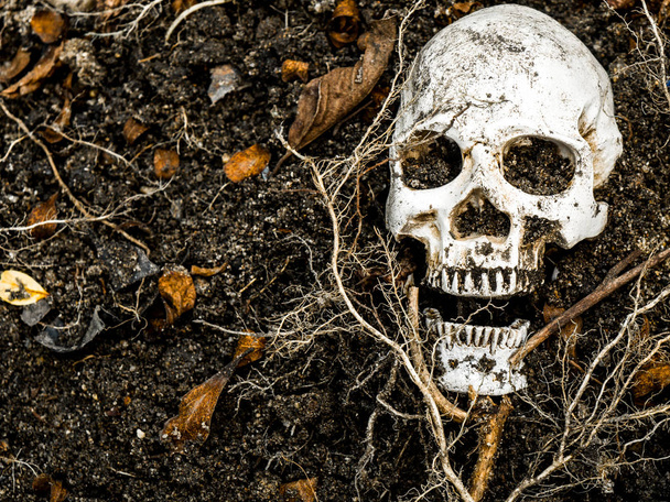 Na frente do crânio humano enterrado no solo com as raízes da árvore ao lado. O crânio tem sujeira anexada ao conceito de morte e Halloween
 - Foto, Imagem