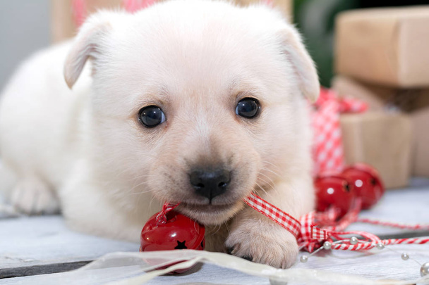 White puppy playing with Christmas toy. New year and Christmas concept - Zdjęcie, obraz