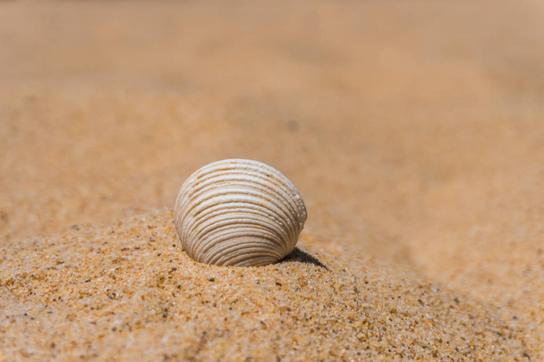 a homokos tengerpart Shell - Fotó, kép