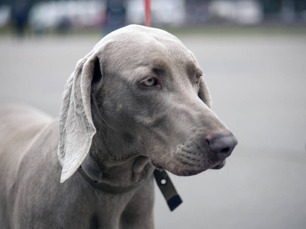 Plata weimaraner pura raza perro macho
 - Foto, imagen