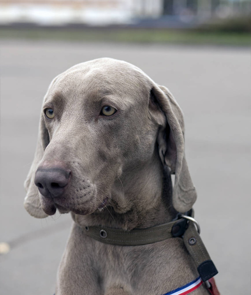A beautiful image of a male weimaraner - Photo, Image