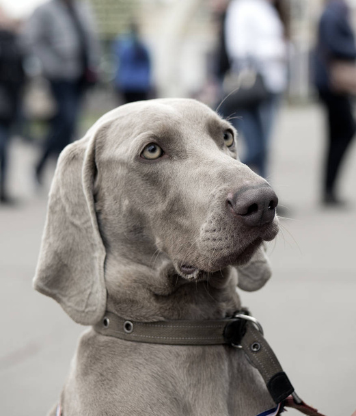 cabeza del perro weimaraner sobre fondo borroso
 - Foto, imagen