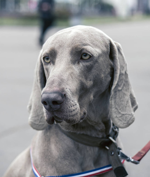 Close Portrait Of Beautiful Weimaraner Dog. The Weimaraner Is An All-purpos - Photo, Image