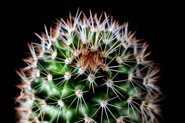 Texture of Cactus plant close-up on black background . soft focu - Fotografie, Obrázek
