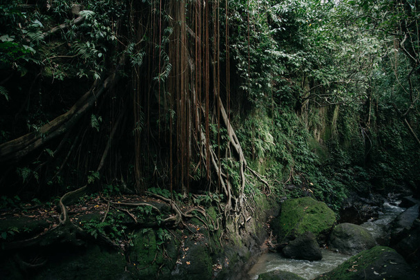 Green wild jungle forest and flowing river - Φωτογραφία, εικόνα