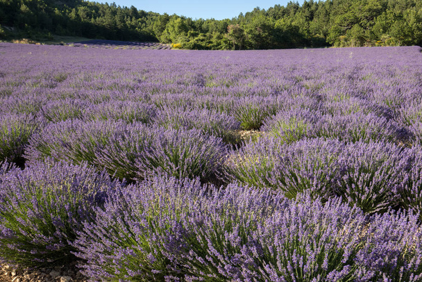 Laventeli kenttä Provence, lähellä Sault, Ranska
 - Valokuva, kuva