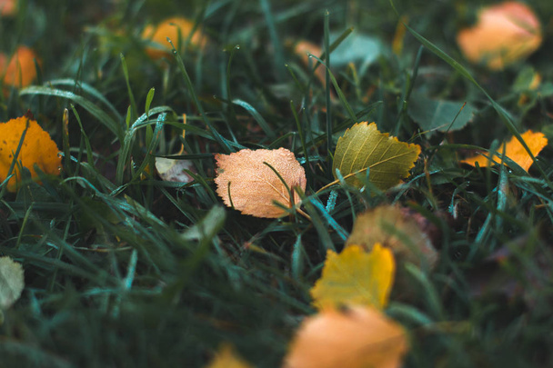Autumn background. Dry leaves on the ground with a blurred background. - Foto, Bild